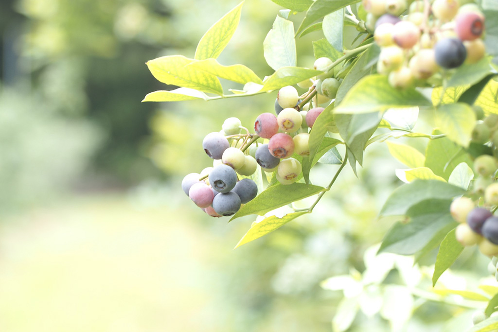 Blueberry Farm SUZUKI